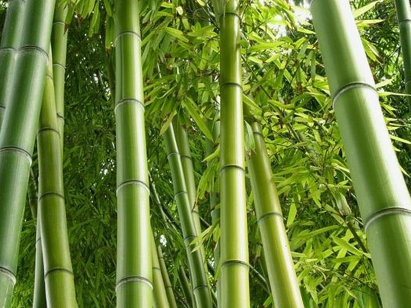 Бамбуковое одеяло: преимущества, особенности выбора и правила ухода