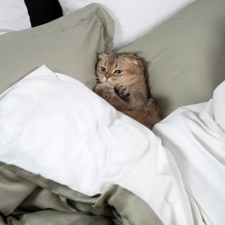 Cleanelly – Комплект постельного белья Жасминовый чай в подарочной упаковке, размер Евро, Дуэт Cleanelly – Комплект постельного белья Жасминовый чай в подарочной упаковке, размер Евро, Дуэт